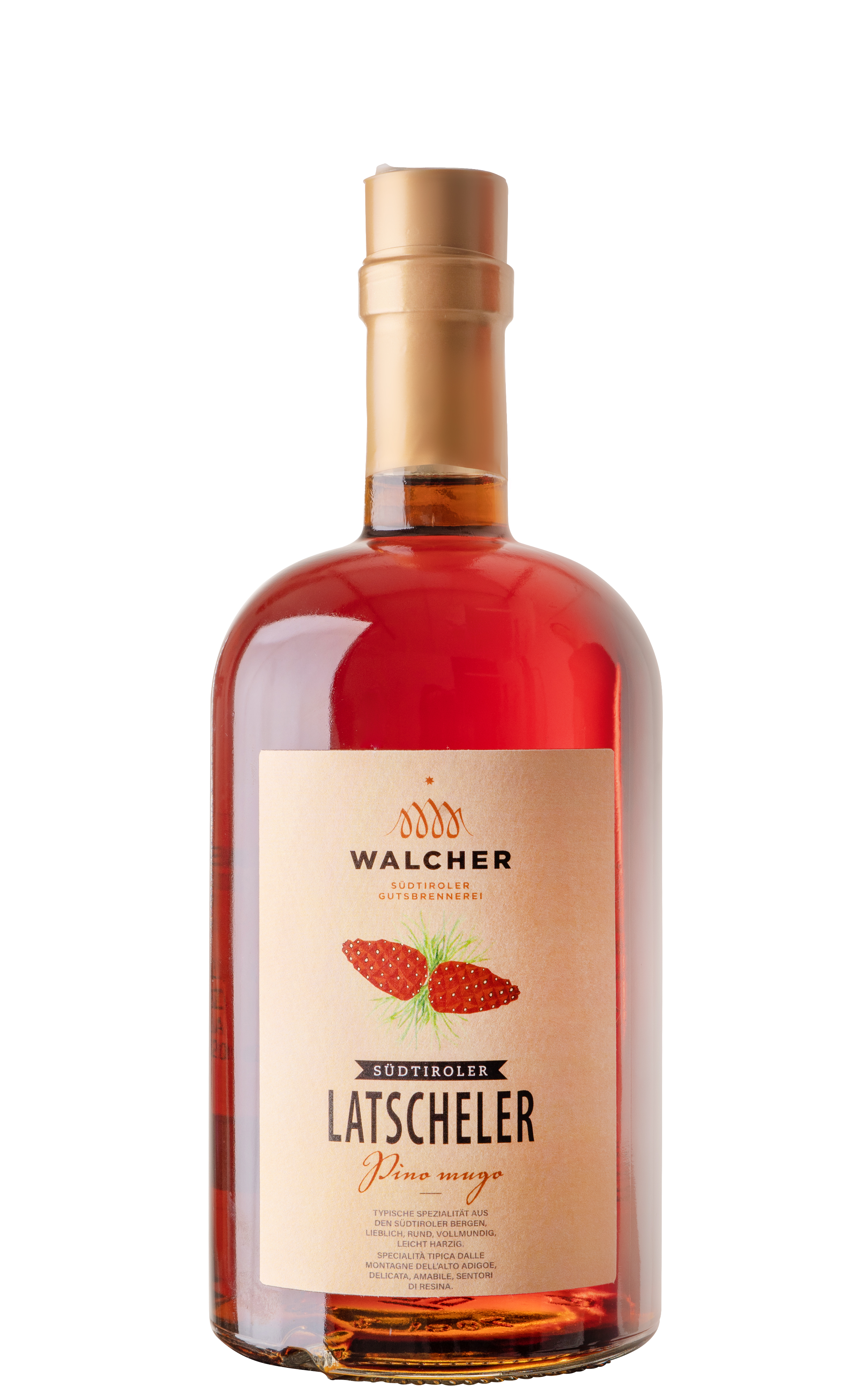 Latscheler - pino mugo